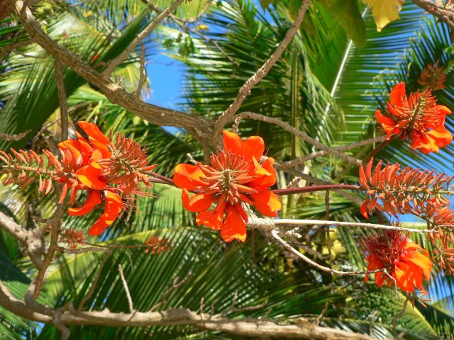 24- Jolies fleurs sous cocotiers 